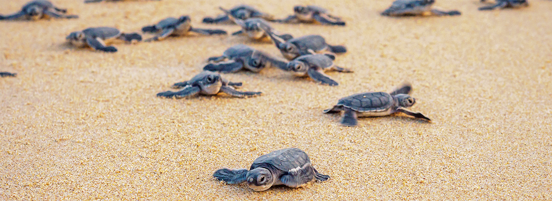 turtles